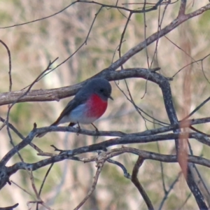 Petroica rosea at Tennent, ACT - 26 Aug 2020 12:19 PM