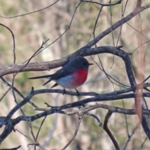 Petroica rosea at Tennent, ACT - 26 Aug 2020