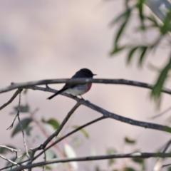 Petroica rosea at Tennent, ACT - 26 Aug 2020 12:19 PM