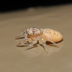 Opisthoncus sp. (genus) (Unidentified Opisthoncus jumping spider) at ANBG - 14 Aug 2020 by TimL