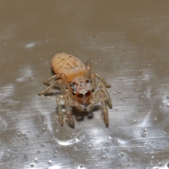 Opisthoncus sp. (genus) at Acton, ACT - 14 Aug 2020 01:53 PM