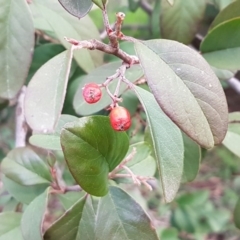 Cotoneaster glaucophyllus (Cotoneaster) at Latham, ACT - 27 Aug 2020 by trevorpreston