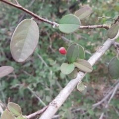 Cotoneaster pannosus (Cotoneaster) at Latham, ACT - 27 Aug 2020 by trevorpreston