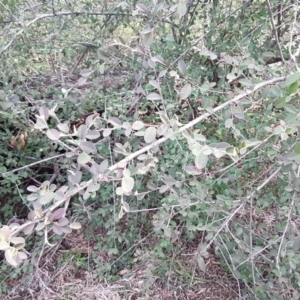 Cotoneaster pannosus at Latham, ACT - 27 Aug 2020