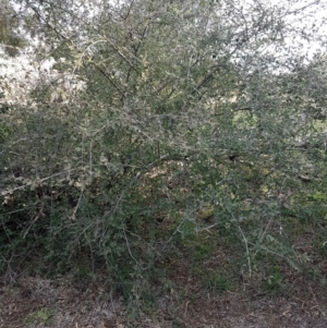 Cotoneaster pannosus at Latham, ACT - 27 Aug 2020