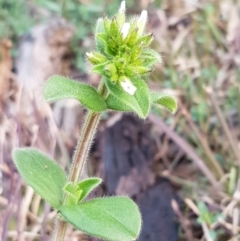 Cerastium glomeratum (Sticky Mouse-ear Chickweed) at Umbagong District Park - 27 Aug 2020 by tpreston