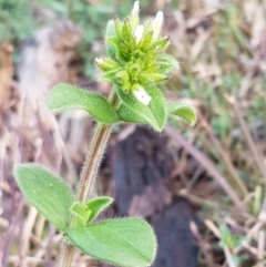 Cerastium glomeratum (Sticky Mouse-ear Chickweed) at Latham, ACT - 27 Aug 2020 by tpreston