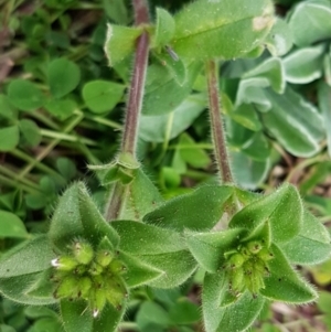 Cerastium glomeratum at Latham, ACT - 27 Aug 2020