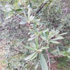 Pyracantha angustifolia (Firethorn, Orange Firethorn) at Latham, ACT - 27 Aug 2020 by trevorpreston