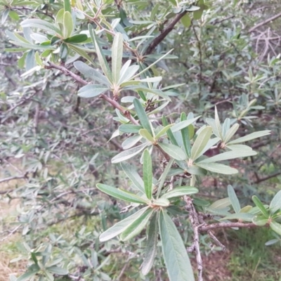 Pyracantha angustifolia (Firethorn, Orange Firethorn) at Umbagong District Park - 27 Aug 2020 by tpreston
