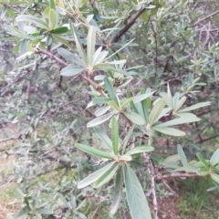 Pyracantha angustifolia (Firethorn, Orange Firethorn) at Latham, ACT - 27 Aug 2020 by tpreston