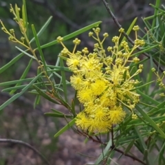 Acacia boormanii (Snowy River Wattle) at Umbagong District Park - 27 Aug 2020 by tpreston