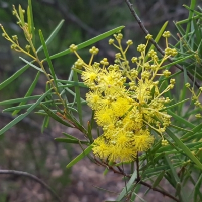 Acacia boormanii (Snowy River Wattle) at Latham, ACT - 27 Aug 2020 by trevorpreston