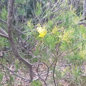 Acacia boormanii at Latham, ACT - 27 Aug 2020