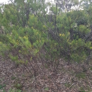 Acacia boormanii at Latham, ACT - 27 Aug 2020