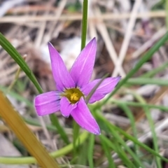 Romulea rosea var. australis (Onion Grass) at Latham, ACT - 27 Aug 2020 by trevorpreston