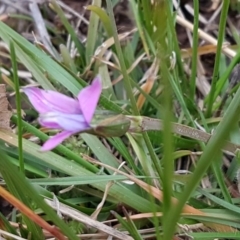 Romulea rosea var. australis at Latham, ACT - 27 Aug 2020