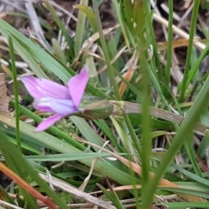 Romulea rosea var. australis at Latham, ACT - 27 Aug 2020