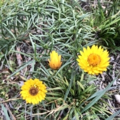 Xerochrysum viscosum (Sticky Everlasting) at Weetangera, ACT - 6 Jul 2020 by annamacdonald