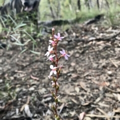 Stylidium (genus) (Trigger Plant) at Aranda, ACT - 20 Apr 2020 by annamacdonald