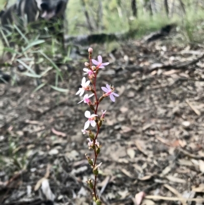 Stylidium sp. (Trigger Plant) at Aranda, ACT - 19 Apr 2020 by annamacdonald