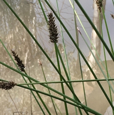 Carex tereticaulis (Poongort) at Mount Ainslie - 27 Aug 2020 by JaneR