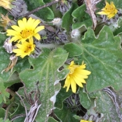 Cymbonotus sp. (preissianus or lawsonianus) (Bears Ears) at Mount Ainslie - 27 Aug 2020 by JaneR