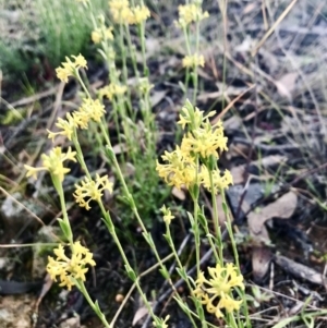 Pimelea curviflora at Hawker, ACT - 18 May 2020