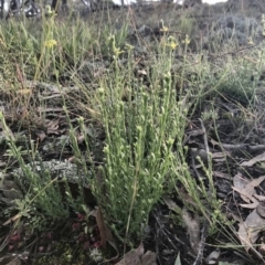 Pimelea curviflora at Hawker, ACT - 18 May 2020