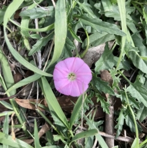 Convolvulus angustissimus subsp. angustissimus at Holt, ACT - 13 Apr 2020