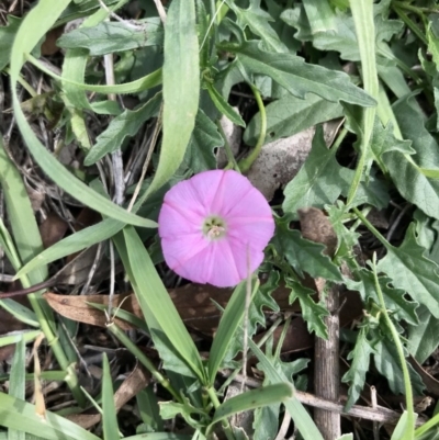 Convolvulus angustissimus subsp. angustissimus (Australian Bindweed) at The Pinnacle - 13 Apr 2020 by annamacdonald