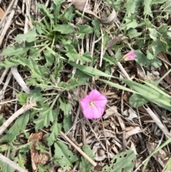 Convolvulus angustissimus subsp. angustissimus at Holt, ACT - 13 Apr 2020