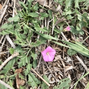 Convolvulus angustissimus subsp. angustissimus at Holt, ACT - 13 Apr 2020