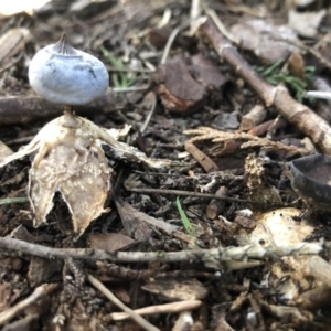 Geastrum tenuipes at Broughton Vale, NSW - 27 Aug 2020