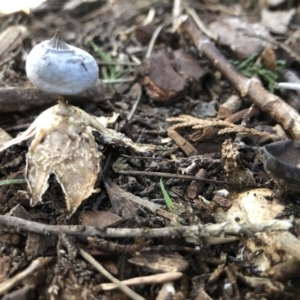 Geastrum tenuipes at Broughton Vale, NSW - 27 Aug 2020 03:21 PM