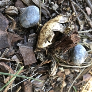 Geastrum tenuipes at Broughton Vale, NSW - 27 Aug 2020 03:21 PM
