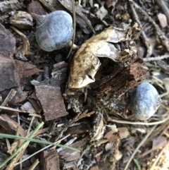 Geastrum tenuipes at Broughton Vale, NSW - 27 Aug 2020