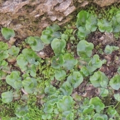 Lunularia cruciata (A thallose liverwort) at Conder, ACT - 18 Mar 2020 by michaelb