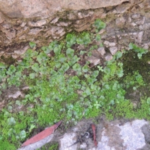 Lunularia cruciata at Conder, ACT - 18 Mar 2020