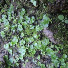 Lunularia cruciata (A thallose liverwort) at Conder, ACT - 18 Mar 2020 by michaelb