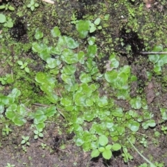 Lunularia cruciata at Conder, ACT - 18 Mar 2020