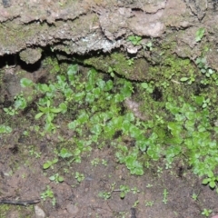 Lunularia cruciata at Conder, ACT - 18 Mar 2020 07:17 PM