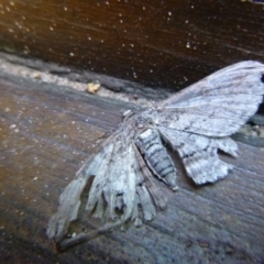 Ectropis (genus) (An engrailed moth) at Tathra, NSW - 27 Aug 2020 by TathraPreschool