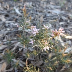 Lissanthe strigosa subsp. subulata (Peach Heath) at Wingecarribee Local Government Area - 27 Aug 2020 by GlossyGal