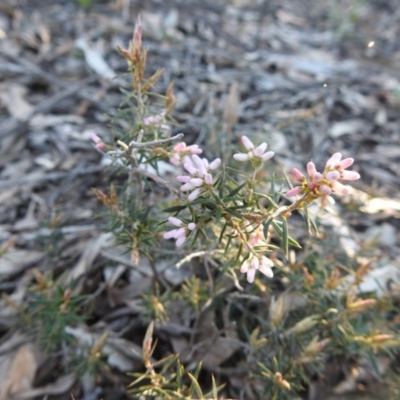 Lissanthe strigosa subsp. subulata (Peach Heath) at Belanglo - 27 Aug 2020 by GlossyGal