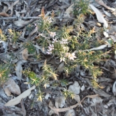 Lissanthe strigosa subsp. subulata at Belanglo - 27 Aug 2020