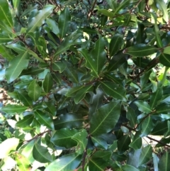 Myrsine howittiana (Brush Muttonwood) at Wattamolla, NSW - 26 Aug 2020 by WattaWanderer