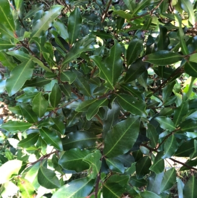 Myrsine howittiana (Brush Muttonwood) at Wattamolla, NSW - 26 Aug 2020 by WattaWanderer