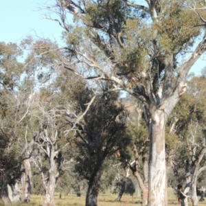 Eucalyptus blakelyi at Gordon, ACT - 28 Jun 2020