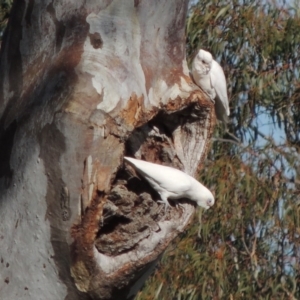 Cacatua sanguinea at Gordon, ACT - 28 Jun 2020